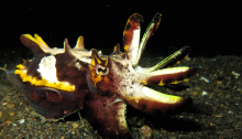 Scuba Dive The World - Flamboyant Cuttlefish - Lembeh, Indonesia