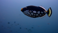 Clown Triggerfish, underwater photgraphy in raja ampat